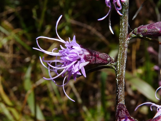 {Liatris elegantula}